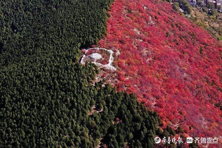 济南那座半红半绿的山又开始卖萌了！